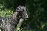 BARZOI 182